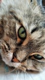 Green eyes of a cat of siberian close up stock photo Green eyes of a cat of siberian close up stock photo