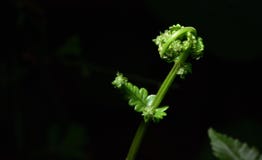 Green ferns in a beautiful natural black background. stock image Green ferns in a beautiful natural black background. stock image