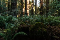 Green ferns among the trees on Avenue of the Giants, California, USA. royalty free stock photo Green ferns among the trees on Avenue of the Giants, California, USA. royalty free stock photo