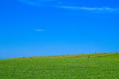 Green field and hale bales Royalty Free Stock Photo Green field and hale bales Royalty Free Stock Photo