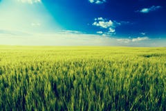Green field landscape, barly plants over blue sky. Royalty Free Stock Photos Green field landscape, barly plants over blue sky. Royalty Free Stock Photos