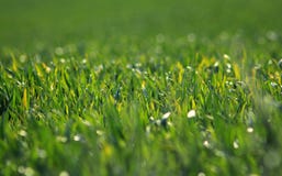 Green Field in Spring Season stock images Green Field in Spring Season stock images