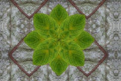 Green Flower On Dry Leaf Pattern Royalty Free Stock Images Green Flower On Dry Leaf Pattern Royalty Free Stock Images