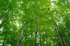 Green Forest Royalty Free Stock Photography
