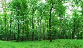 Green Forest And Grass With Trees Stock Photo
