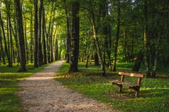 Green forest with path royalty free stock photos Green forest with path royalty free stock photos