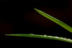 Green fresh grass with dew drops, macro view on black background stock photo Green fresh grass with dew drops, macro view on black background stock photo