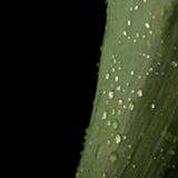 Green fresh grass with dew drops, macro view on black background royalty free stock photo Green fresh grass with dew drops, macro view on black background royalty free stock photo