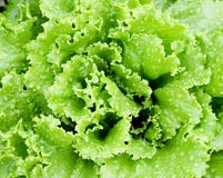 Green Fresh Lettuce Royalty Free Stock Photography