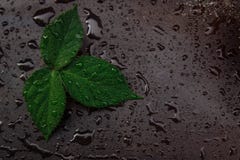Green and fresh royalty free stock images Green and fresh royalty free stock images