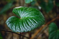 Green fresh wet drop on left tropical plant in botany royalty free stock photography Green fresh wet drop on left tropical plant in botany royalty free stock photography