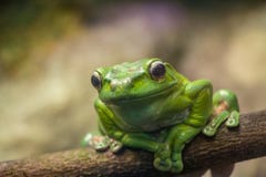 A green frog on a branch closeup stock images A green frog on a branch closeup stock images