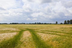Ripening barley crop with green tramlines Royalty Free Stock Photography Ripening barley crop with green tramlines Royalty Free Stock Photography