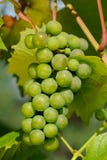 Green Grapes Growing On Vine Stock Photos