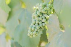 Close-up of green grapes ripening on grapevine in vineyard royalty free stock photos Close-up of green grapes ripening on grapevine in vineyard royalty free stock photos