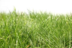 Green Grass Stock Image