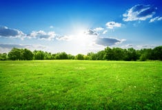 Green Grass And Trees Stock Image