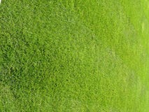 Green Grass Background 4 Stock Photography