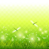 Green Grass Dragonfly Season Background Vector royalty free illustration Green Grass Dragonfly Season Background Vector royalty free illustration