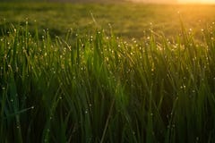 Green grass with drops of dew at sunrise in spring in the sunlight background beauty of nature awakening vegetation concept stock photo Green grass with drops of dew at sunrise in spring in the sunlight background beauty of nature awakening vegetation concept stock photo