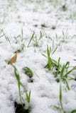 green grass growing through the snow. on the field in winter with a bush.