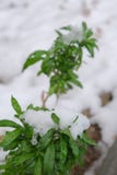 green grass growing through the snow. on the field in winter with a bush.