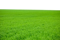 Green Grass Isolated Royalty Free Stock Images