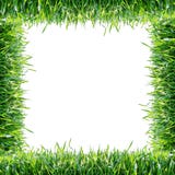 Green grass. Natural frame royalty free stock photo Green grass. Natural frame royalty free stock photo