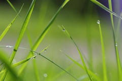 Green grass straws with dew drops royalty free stock photos Green grass straws with dew drops royalty free stock photos