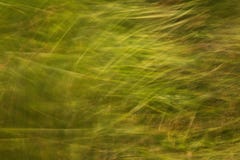 Green grass at summer background or texture stock photography Green grass at summer background or texture stock photography