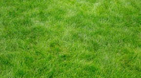 Green Grass Texture Stock Photography