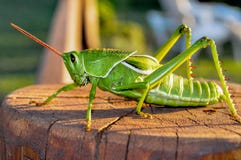 Green grasshopper Stock Images Green grasshopper Stock Images