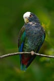 Green and grey parrot, White-crowned Pionus, White-capped Parrot, Pionus senilis, in Costa Rica. Lave on the tree. Parrots courtsh Stock Photo Green and grey parrot, White-crowned Pionus, White-capped Parrot, Pionus senilis, in Costa Rica. Lave on the tree. Parrots courtsh Stock Photo