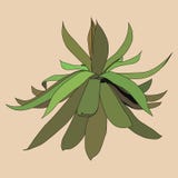 Green growing agave plant, isolated object vector illustration Green growing agave plant, isolated object vector illustration