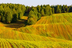 Green harvest fields near mixed forest stock photography Green harvest fields near mixed forest stock photography