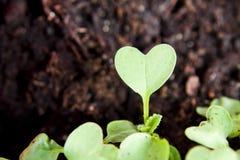 Green heart plant sprouting in garden Royalty Free Stock Photo Green heart plant sprouting in garden Royalty Free Stock Photo