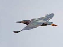 Green Heron In Flight Stock Image
