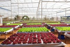 Green house plant of Organic hydroponic vegetable cultivation fa Royalty Free Stock Photos Green house plant of Organic hydroponic vegetable cultivation fa Royalty Free Stock Photos