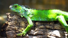 Green iguana on a branch // one green iguana lizard .reptile sit royalty free stock photography Green iguana on a branch // one green iguana lizard .reptile sit royalty free stock photography
