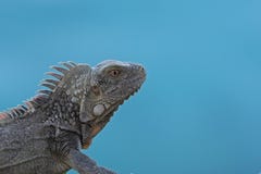 Green Iguana (Iguana iguana) royalty free stock photo Green Iguana (Iguana iguana) royalty free stock photo