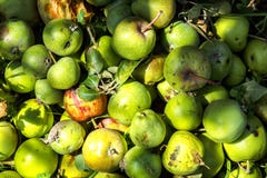 Green immature small apples stock photos Green immature small apples stock photos