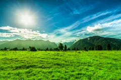 Green landscape in New Zealand