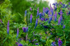 on a green lawn in the early foggy morning royalty free stock photo on a green lawn in the early foggy morning royalty free stock photo