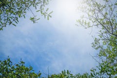 Green leaf against blue sky background Stock Images Green leaf against blue sky background Stock Images