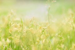 Green leaf on blurred greenery background. Beautiful leaf texture in nature. royalty free stock photography Green leaf on blurred greenery background. Beautiful leaf texture in nature. royalty free stock photography