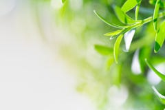 Green leaf on blurred greenery background. Beautiful leaf texture in nature. stock image Green leaf on blurred greenery background. Beautiful leaf texture in nature. stock image