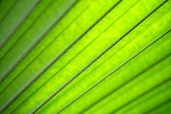 Green leaf on blurred greenery background. stock photos Green leaf on blurred greenery background. stock photos