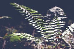 Green leaf fern, abstract natural background and texture in dark stock images Green leaf fern, abstract natural background and texture in dark stock images