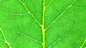 Green leaf fresh detailed rugged surface structure extreme macro close up zooming in increasing magnification showing more details