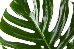 Green Leaf Of Monstera Royalty Free Stock Photos